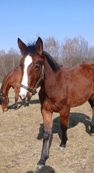 Piekny ogierek 8 miesiecy - 3