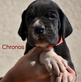 Dog niemiecki - 3