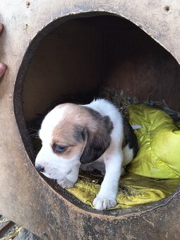Beagle tricolor - 3