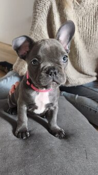 Buldogi francuskie - 3