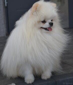 SZPIC MINIATUROWY POMERANIAN PIĘKNY MALUTKI BIAŁY REPRODUKTO - 3