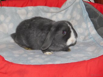 Cudne baranki niebieskie mini lop - 3