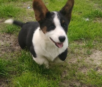 Welsh Corgi Cardigan szczenięta hodowla Rivulus FCI - 3