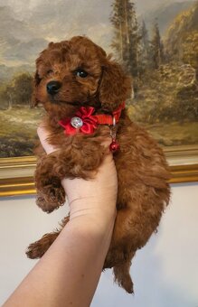 Pudel Toy red śliczna suczka - 3