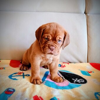 Štěňata bordeauxské dogy s PP - 3