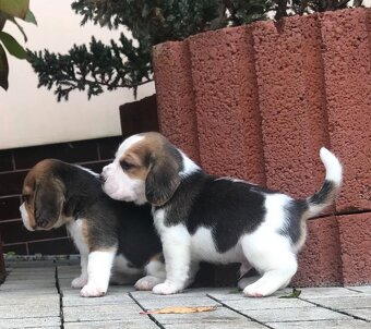 Beagle / Bigle - szczenięta rodowodowe ZKwP / FCI po Champio - 3