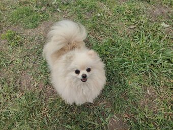 Pomeranian szpic miniaturowy Rivulus FCI piękne misie - 3