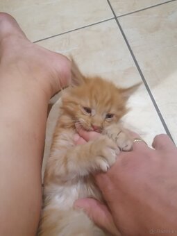 Maine coon - 3