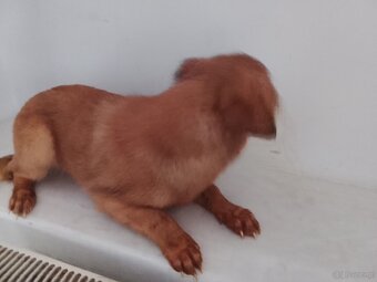 Młody szczeniak - 3