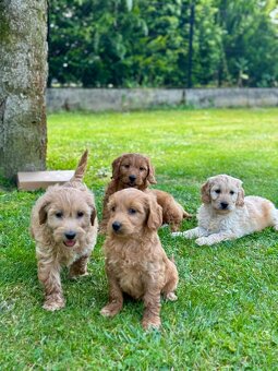 Goldendoodle mini Pudel & Golden retriever F1 Śliczna sunia - 3
