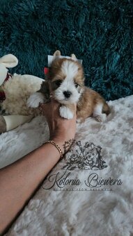 Yorkshire Terrier Ocean Pearl piesek PASZPORT@ - 3