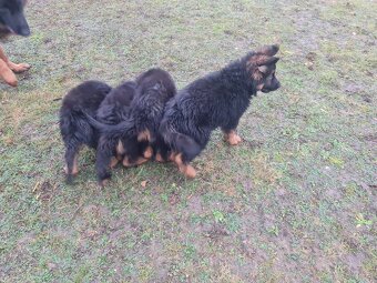 SZCZENIAK Owczarek niemiecki - 3