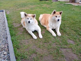 Akira Inu chłopiec - 3