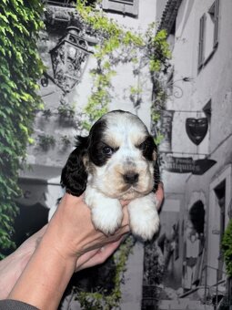 Cocker spaniel angielski - 3