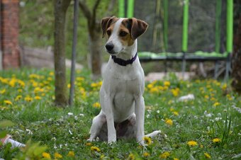 Duński szwedzki pies hodowlany - 3