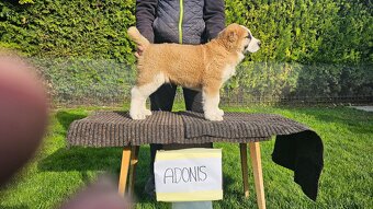 Owczarek środkowoazjatycki – szczenięta z rodowodem - 3