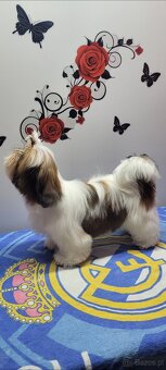 Suczka Shih Tzu - 3