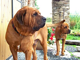 Tosa inu - przyjmujemy rezerwacje na szczenięta wiosna/lato - 3