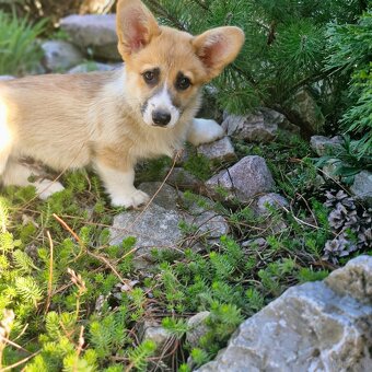 Welsh Corgi Pembroke s pp - 3