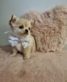 Śliczny chłopiec rodowodowy Chihuahua długowłosy. - 3