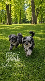 Pudel Miniaturowy Blue Merle Badania Genetyczne Paszport - 3