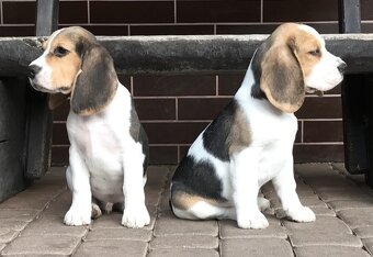Beagle / Bigle - szczenięta rodowód ZKwP / FCI po Champion. - 3