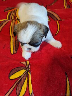 Suczki  mieszanka ( shih tzu - pekińczyk) - 3