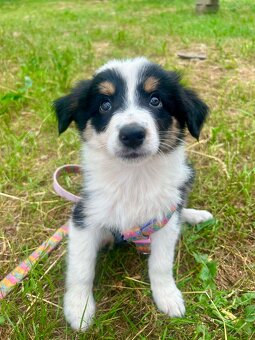 Border collie - 3