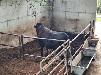 Sprzedaż żywego bydła Wagyu – do hodowli i na mięso | Słowac - 3