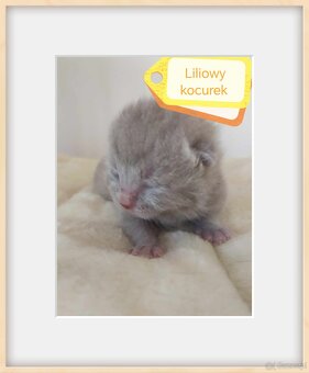 Zapraszam do rezerwacji kotka brytyjskiego - 3