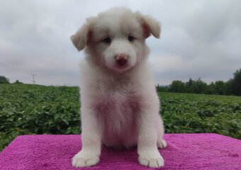 Border Collie - Rasowy pies maści ee-red, komplet dok. - 3