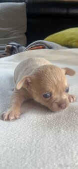 Chihuahua - 3