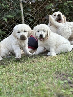 Sprzedam suczka golden retriever ZkwP/FCI - 3
