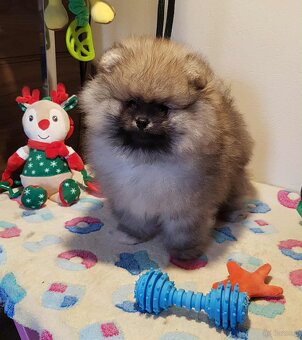 Szpic miniaturowy pomeranian ZKwP/FCI - 3