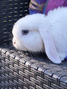 Białe baranki mini lop - 3
