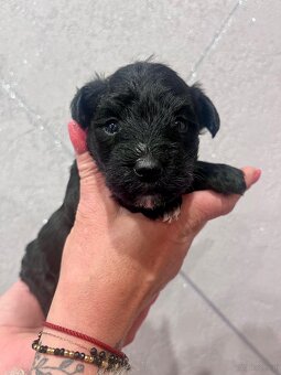 Szczeniaki bichon frise sznaucer - 3