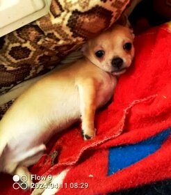 Chihuahua szczenięta - ostatni piesek - 3