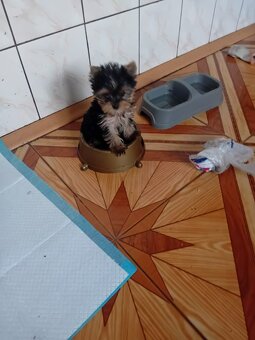 Sprzedam szczeniaki york terrier 2 pieski i 2 suczki - 3