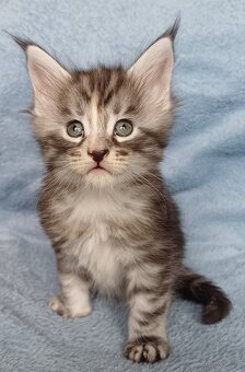 Maine Coon kotka rodowód fpl - 3