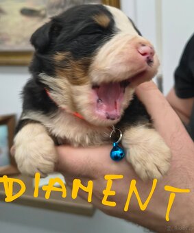 Berneński pies pasterski - 3