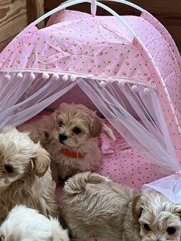 Maltipoo F1 cudne maluszki - 3
