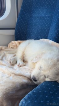 Sprzedam Szczeniaka Golden Retriver - 3