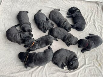 Nowofundland Niufki szczeniaki - 3