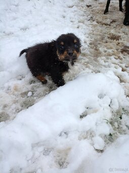 Oddam pieski w dobre ręce - 3