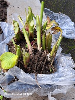 Kanny czerwone świeżo wykopane - 3