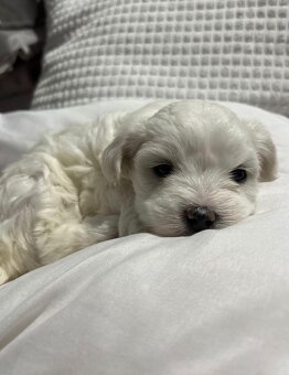 Szczeniaki maltańczyk - 3