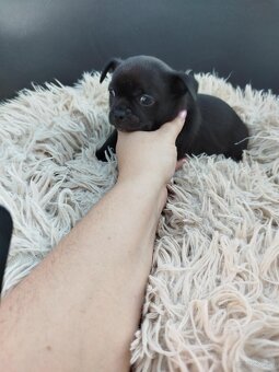 Piękny piesek chihuahua - 3