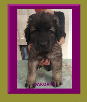 Leonberger szczeniaki - 3