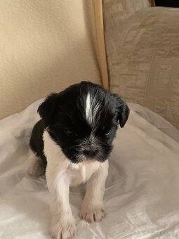 Piękne szczeniaki Shih Tzu o maści Bicolor - 3