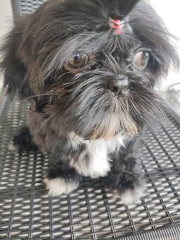 Suczka Shih-tzu - 3
